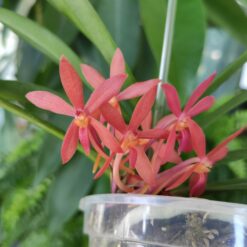 Vanda Cherry Blossom