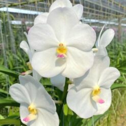 Vanda Nopporn White Diamond