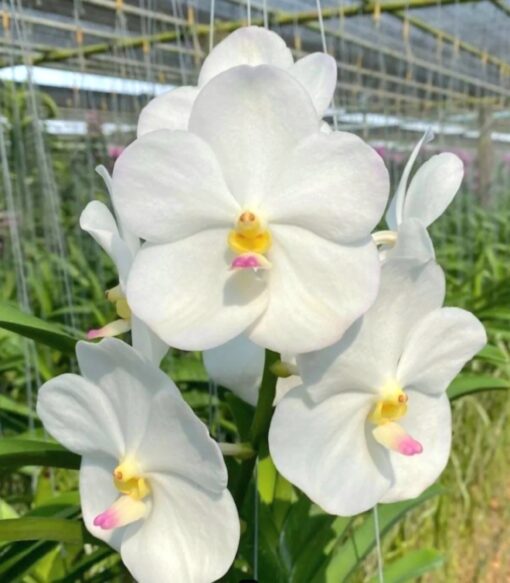 Vanda Nopporn White Diamond