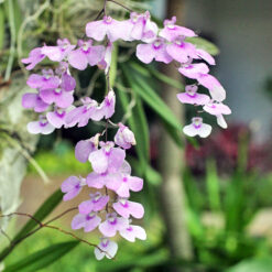 Ionopsis utricularioides