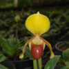 Paphiopedilum helenae