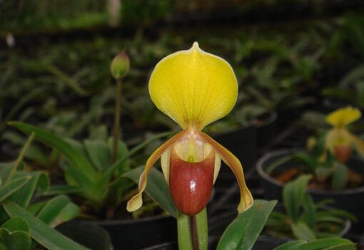 Paphiopedilum helenae