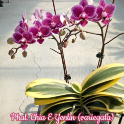 Phalaenopsis Chia E Yenlin -variegated