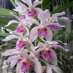 Vanda pumila x Rhynchostylis gigantea