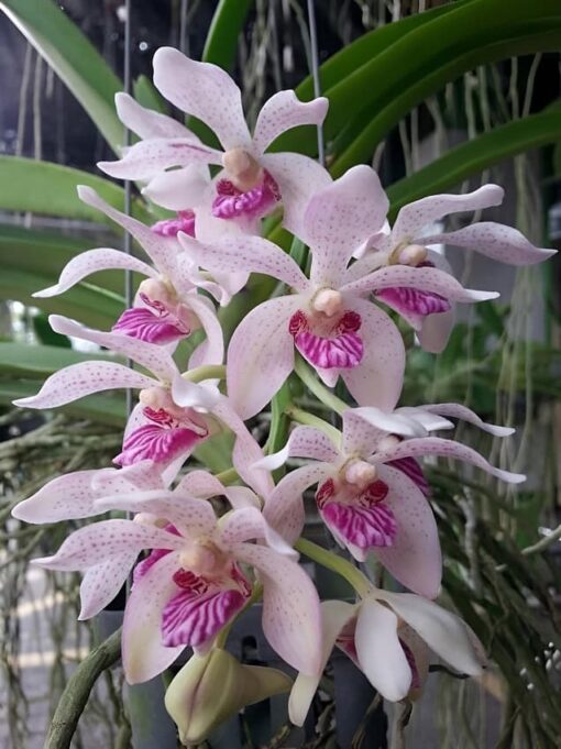 Vanda pumila x Rhynchostylis gigantea