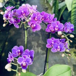 Phalaenopsis Violet Queen