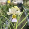 Christensonia vietnamica x Vanda Miss Joaquim