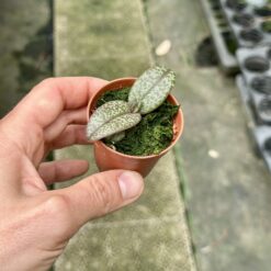 Doritis pulcherrima marmorata 'red leaf'