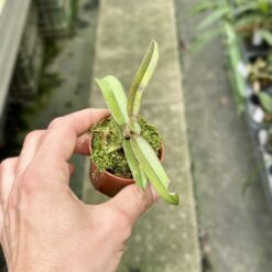 Alternative view of Doritis ubonensis