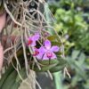 Doritis pulcherrima 'dwarf'