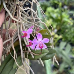 Doritis pulcherrima 'dwarf'