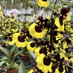 Oncidium Sabine Meyer