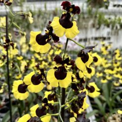 Alternative view of Oncidium Sabine Meyer