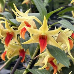 Dendrobium Jiaho Delight