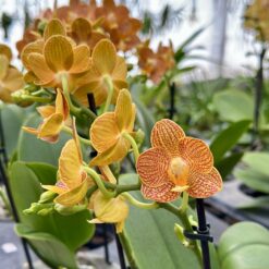 Phalaenopsis Indian Summer