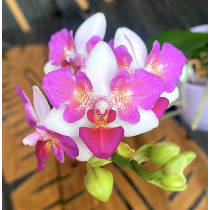 Phalaenopsis Liu's Berry 'ES'