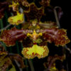 Oncidium stacyi