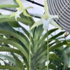 Angraecum sesquipedale