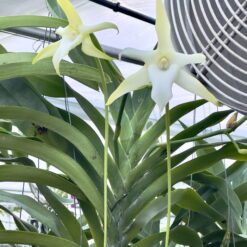 Angraecum sesquipedale