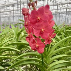 Vanda Red Magic
