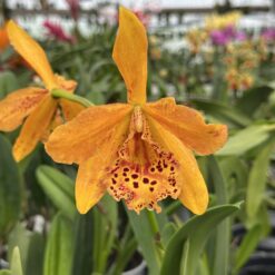 Cattleya Copper Queen