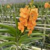 Vanda Princess Orange