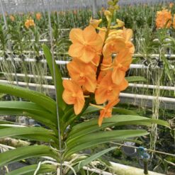 Vanda Princess Orange