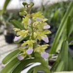 Rhynchorides Goldberg