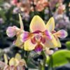 Phalaenopsis I-Hsin Venus - peloric (3 lips)