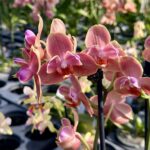 Phalaenopsis Paprika Peloric