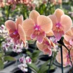 Phalaenopsis Sunset 'Big Lip'