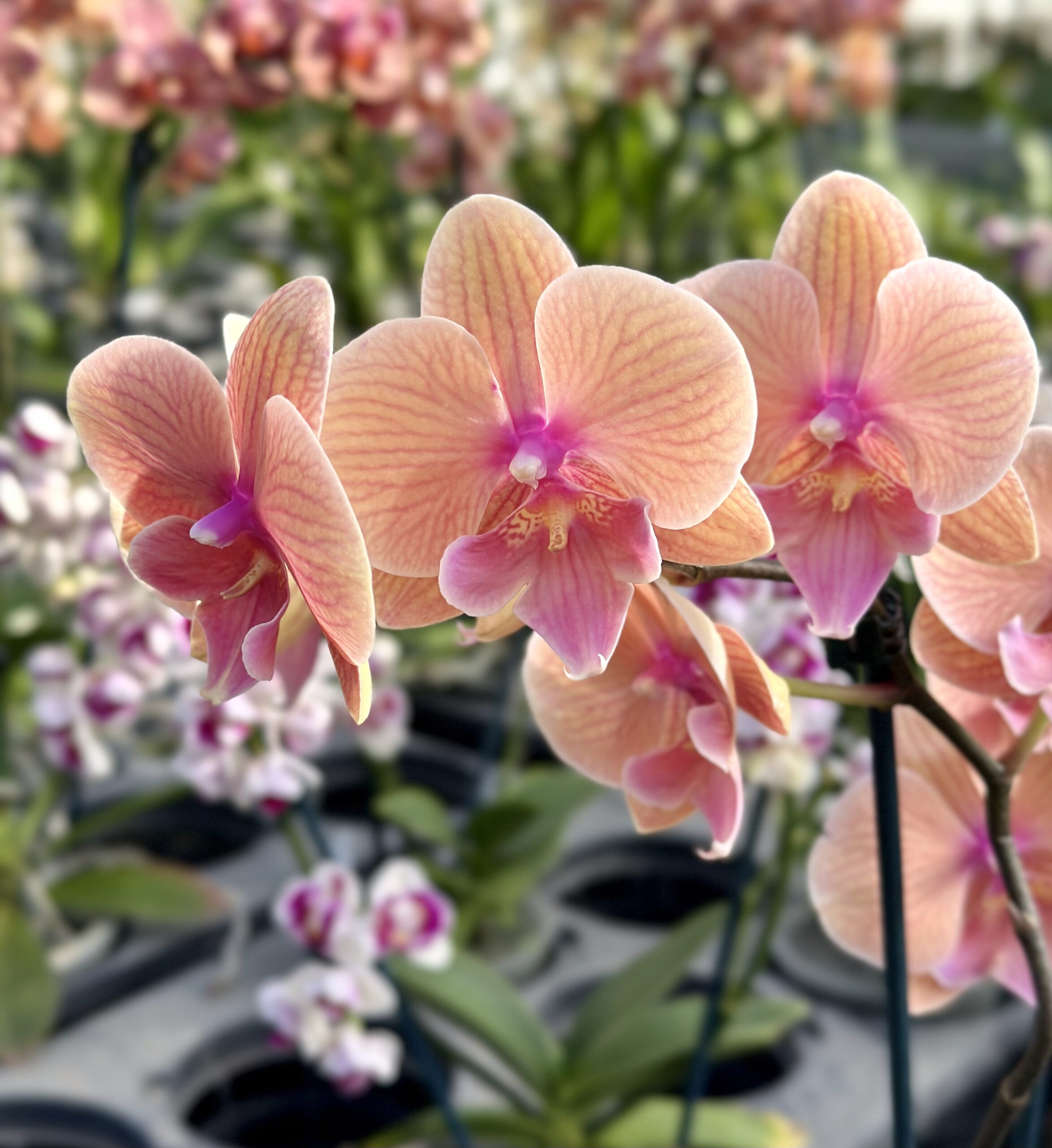 Phalaenopsis Sunset 'Big Lip'