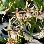 Brassia Toscane White