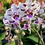 Phalaenopsis Mystic Spot