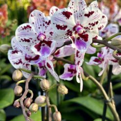 Phalaenopsis Mystic Spot