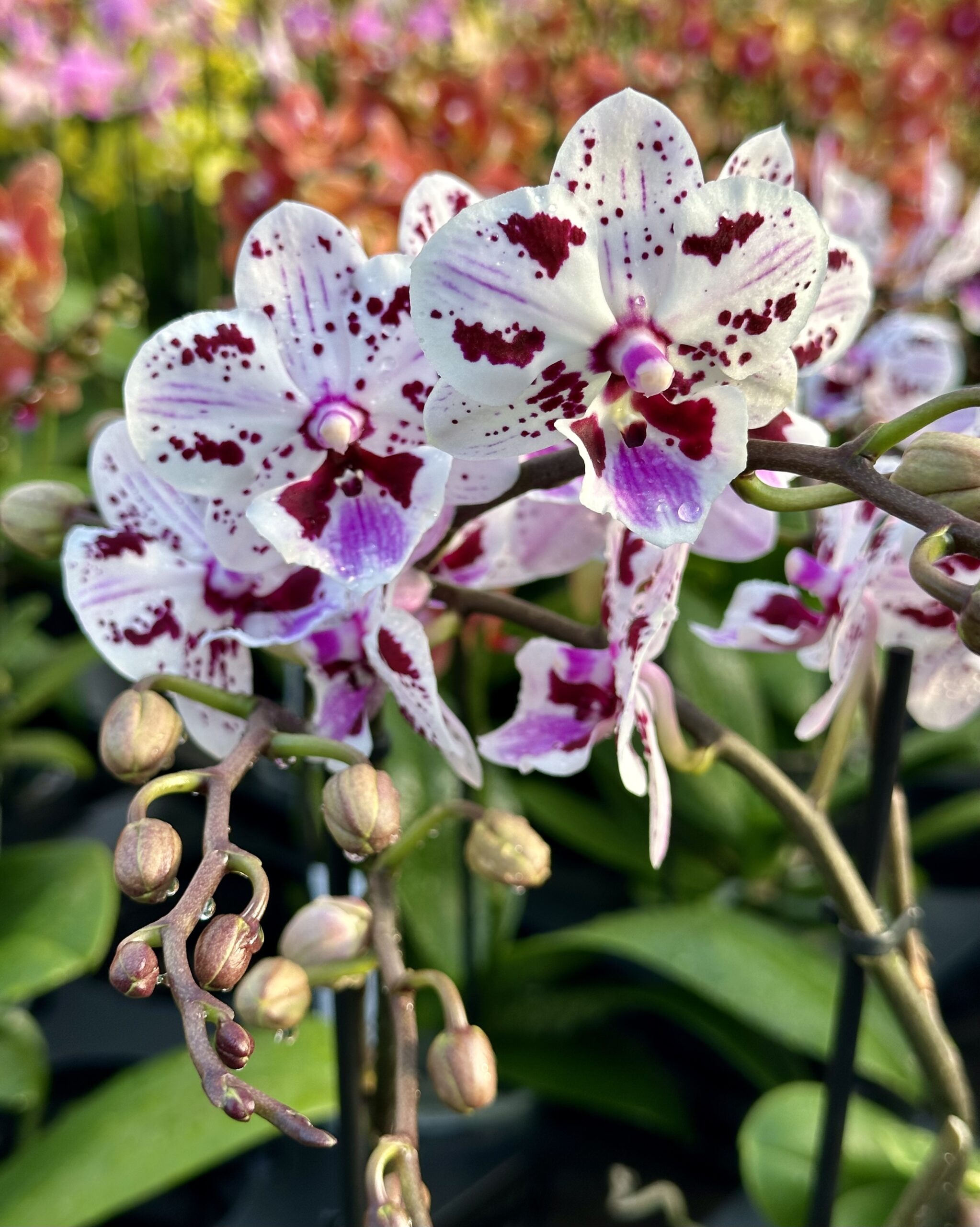 Phalaenopsis Mystic Spot