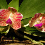 Phalaenopsis javanica