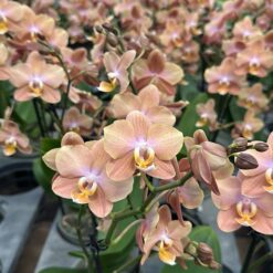 Phalaenopsis Brownion