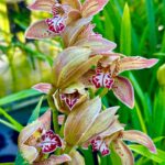 Cymbidium Gorm Flor