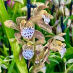 Cymbidium Magic Chocolate