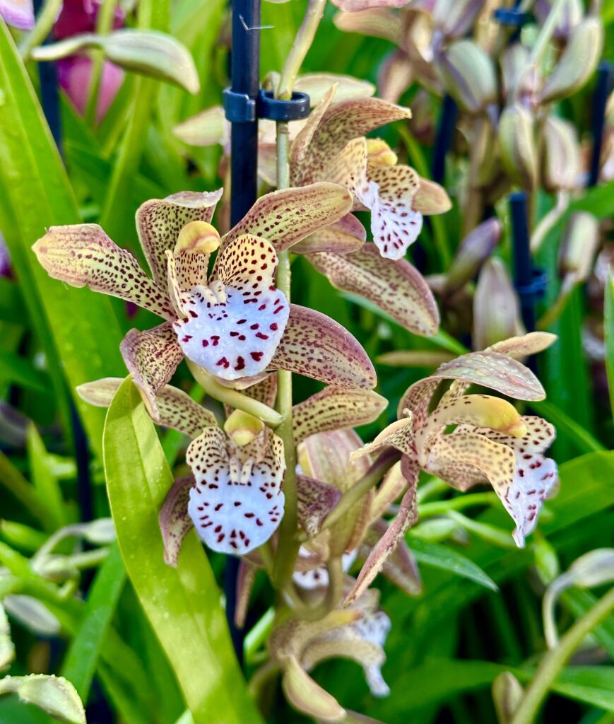 Cymbidium Magic Chocolate