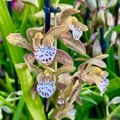 Cymbidium Magic Chocolate