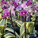 Phalaenopsis Chia E Yenlin -variegated