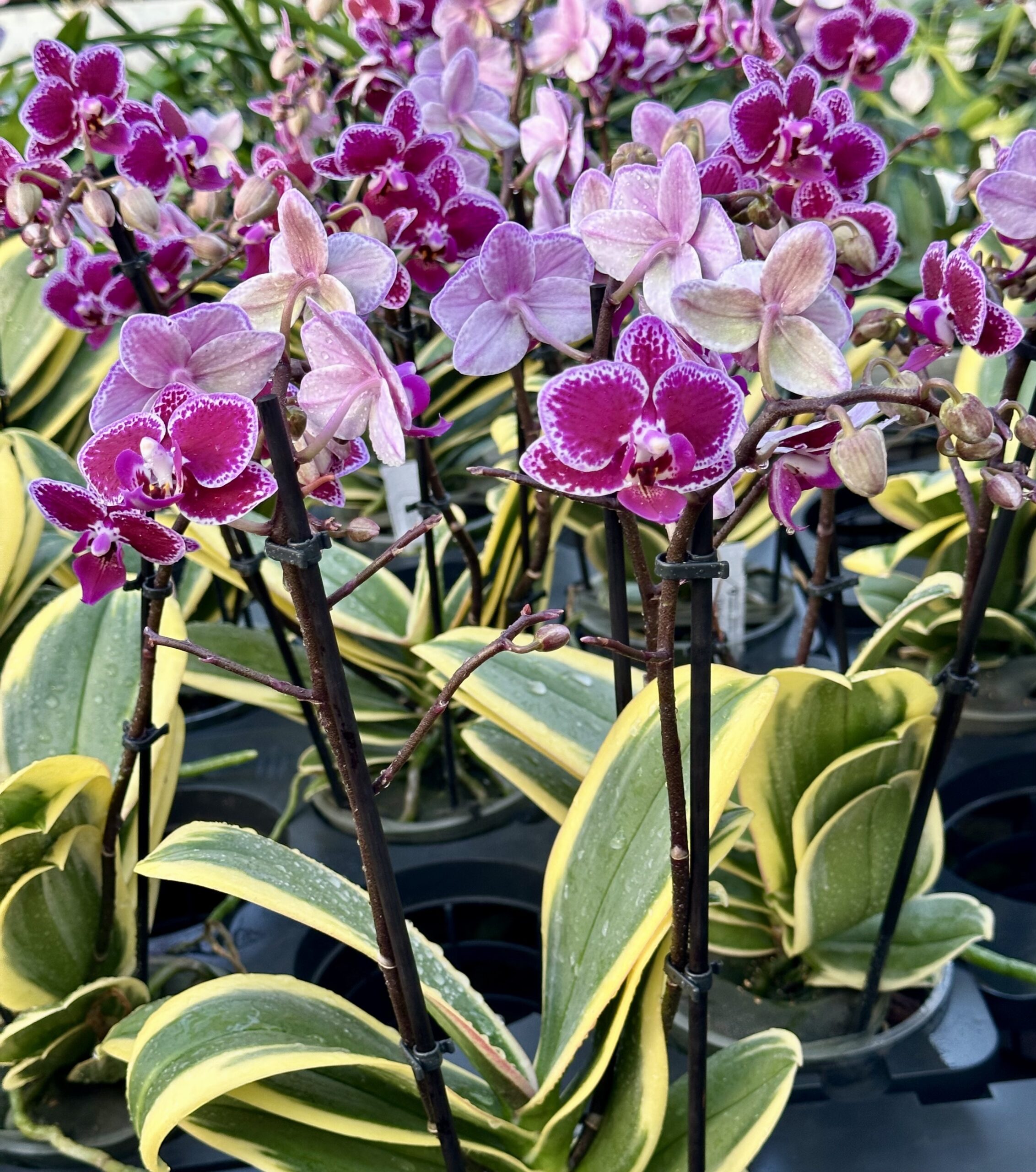 Phalaenopsis Chia E Yenlin -variegated