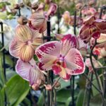 Phalaenopsis Paisaje