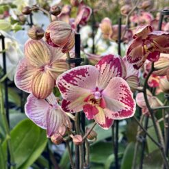 Phalaenopsis Paisaje