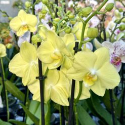 Phalaenopsis Ferrara