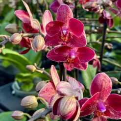 Phalaenopsis Red Lion
