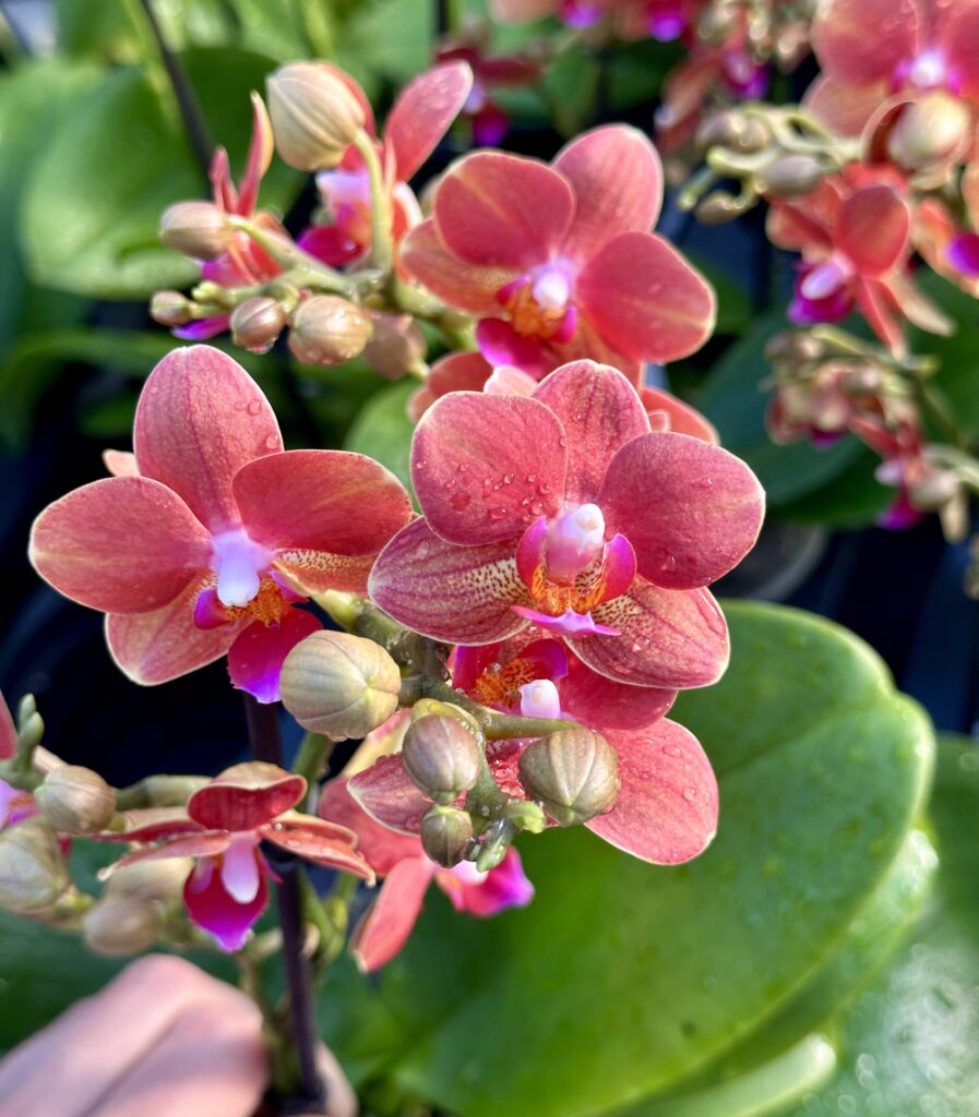 Phalaenopsis Thor