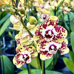 Phalaenopsis Special Spot